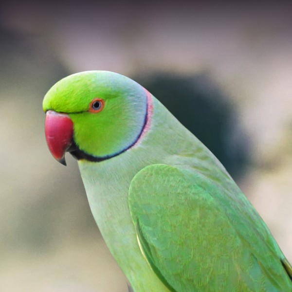 indian ringneck parrot for sale uk