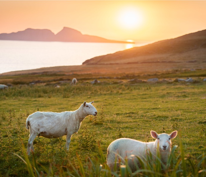 two sheep in an Irish field with sunsetting over an island in the calm sea in the background