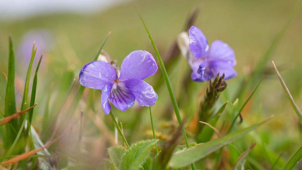 close up of small purple flower ,dog violet-The 7 Principles - Leave what you find