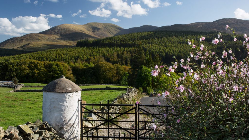 old iron gateway,large qwhite pillar and pink flowers to lane with forest and mountains of Mourne on a blue sky day