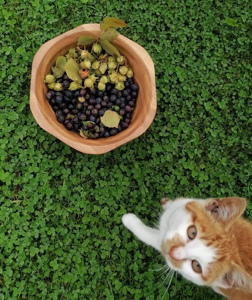 Maisie The Cat, Sloes and Hazlenuts in a wooden bowl