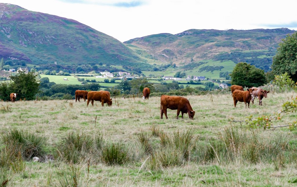 Suckler Cow Herd, Ring of Gullion, South Armagh