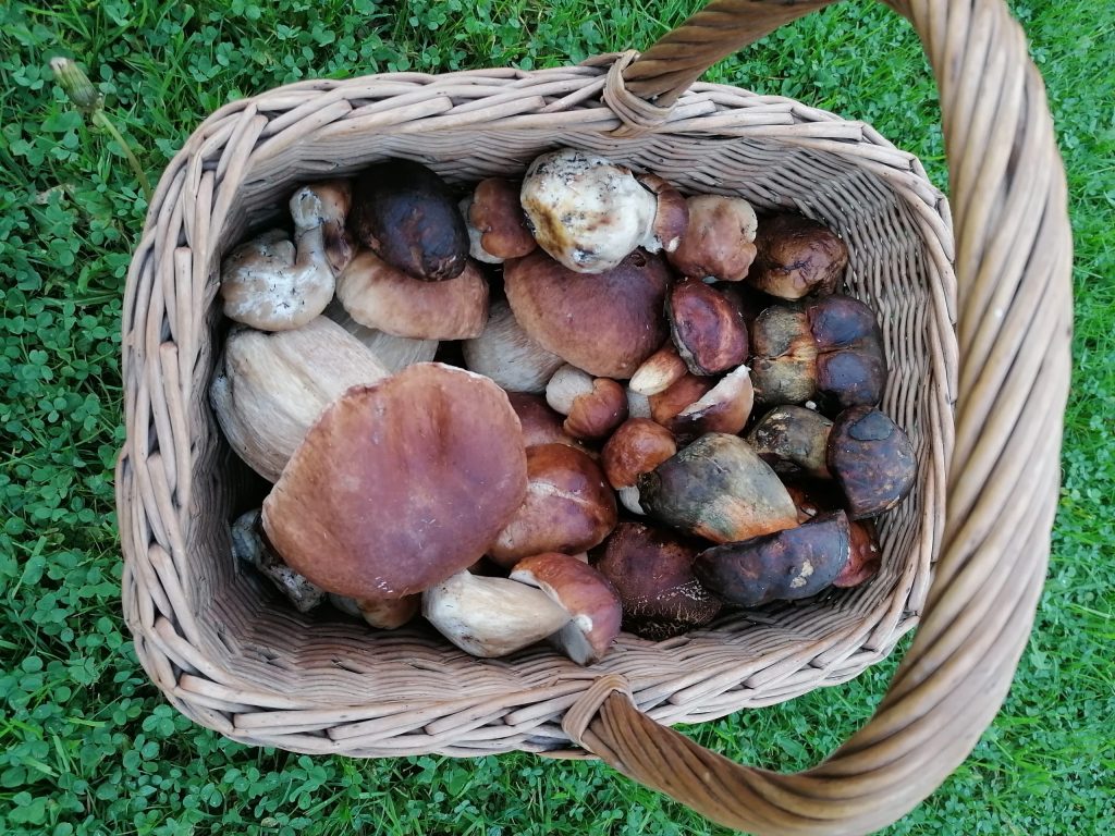 Basket full of penny bun mushrooms