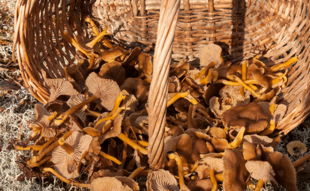 A wicker basket of yellow leg chanterelles