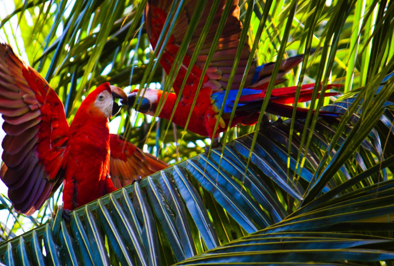 Direct Parrots project by Wibble